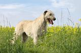 IRISH WOLFHOUND 067